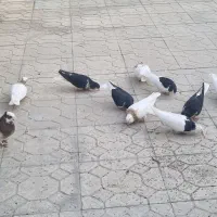 فروش کلی کبوتر
