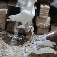 سفید ماده بزن درجه یک