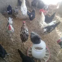 فروش خروس گلین وسلطان