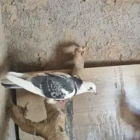 کفتر