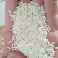 برنج هاشمی اعلا زیر قیمت