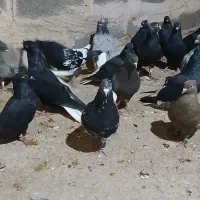 کبوتر دمسفید