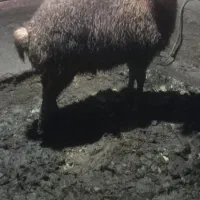 بره نر