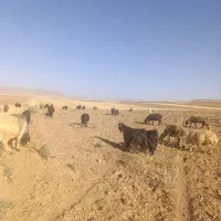 گوسفند معاوضه با پژو ۴۰۵
