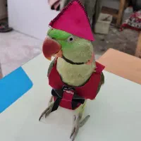 شاه طوطی