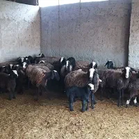 میش بره دار   شالی
