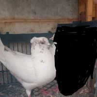 باخت رفته جوجه داره