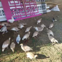 جوجه‌بوقلمون‌قرمز