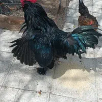 معاوضه