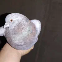 سرور