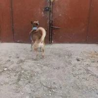 سگ نگهبان