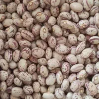 لوبیا چیتی