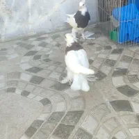 طوقی پاک پاک