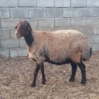 میش آبستن سبک وسنگین
