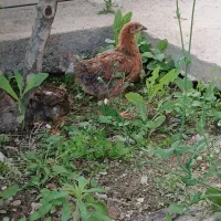 ۳ عدد جوجه