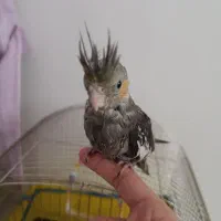 جوجه عروس هلندی