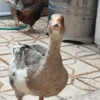 غوغاز و جوجه طاقچه  ۴ ماهه