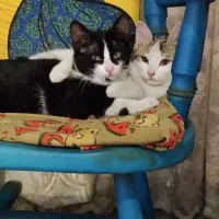 واگذاری بچه گربه