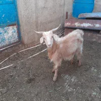 بزغاله نرفروشی|حیوانات مزرعه|جوادآباد, |دیوار