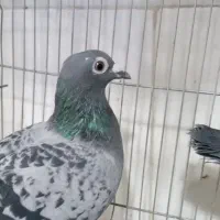 کفتر|پرنده|قم, شهرک فاطمیه|دیوار