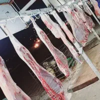 گوشت|خوردنی و آشامیدنی|ایلام, |دیوار