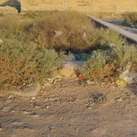 زمین شهرداری۴