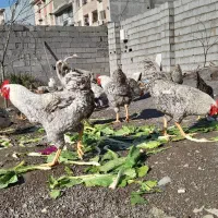 خروس راک پیلیموت