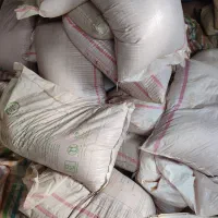 گندم پیشگام مادری درجه یک