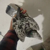 کفتر کبوتر سار