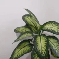 گل طییعی|گل و گیاه طبیعی|گلبهار, شهر جدید گلبهار|دیوار