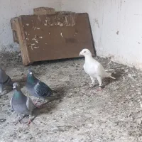 پشت کاغذی هفت رنگ
