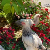 برهما ۶ماهه اصیل درشت فول پا پر