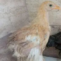 جوجه برهما