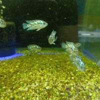 بلو جک دمسی