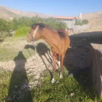 اسب فروشی