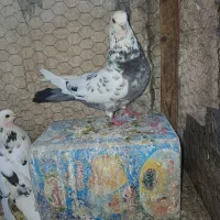 کفتر