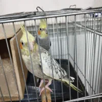 عروس هلندی جفت نروماده مولد