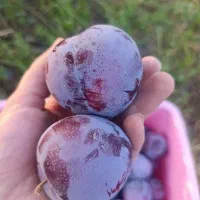 آلو کالیفرنیا عمده و خرده