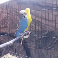 مرغ عشق مولد تخم گذار