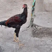 فروش خروس لاری
