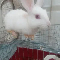 خرگوش،دوشان