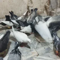 کفتر بوم
