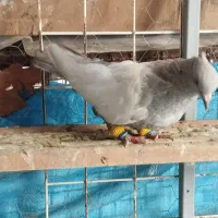تعداد ماده بهبونی