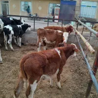 گاو|حیوانات مزرعه|اراک, |دیوار