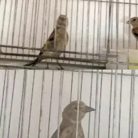 جوجه.سهره. سقا‌.قناری.پرنده