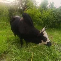 ورزا چالوسی
