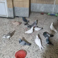 کفتر پرشی
