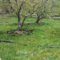 فروش باغ شهر سیسخت