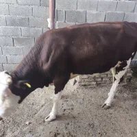 گاو نر