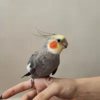 عروس هلندی نر